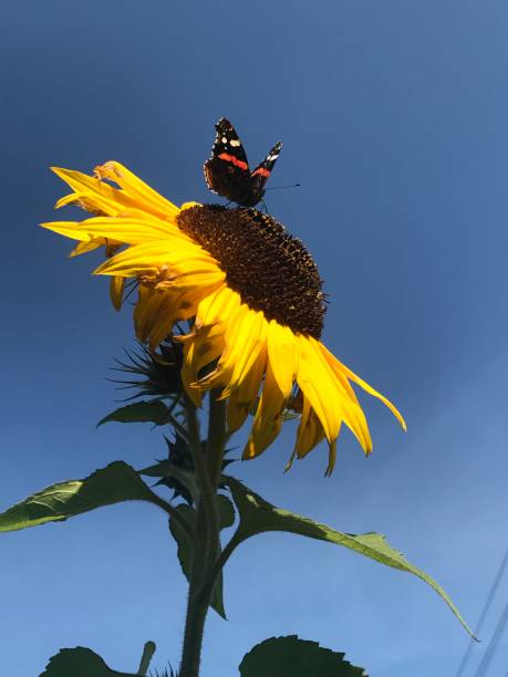 istock Sunflower and butterfly 1214764112