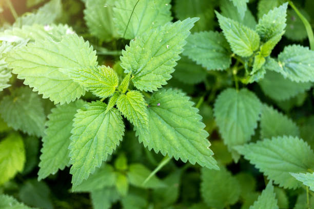 istock Green stinging nettle growing wild 1214764303