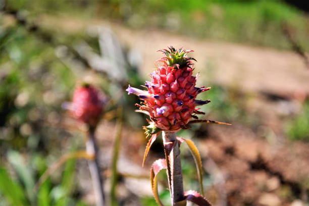 Pineapple fruit and plant in Kerala