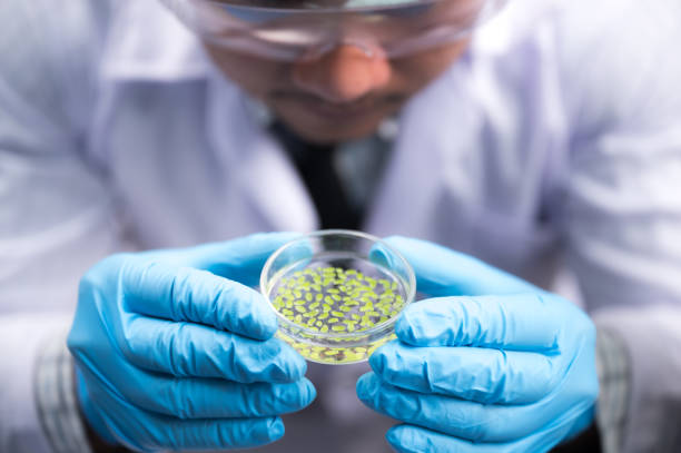 istock plant researcher working in laboratory 1214764581