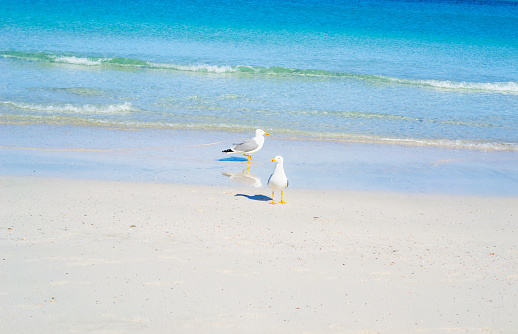 Two seagulls standing on the foreshore in Stintino. Sardinia, Italy