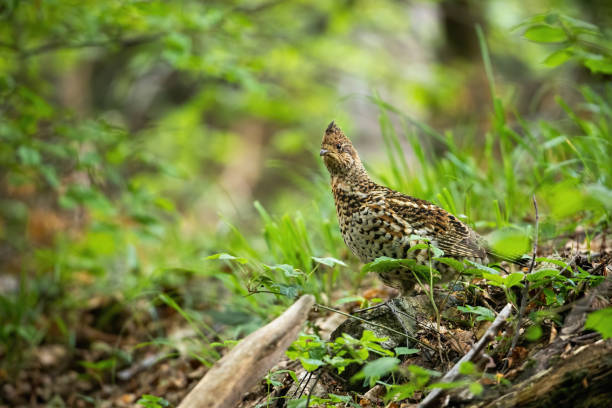 istock Curious hazel grouse watching attentively in green woodland 1214764749