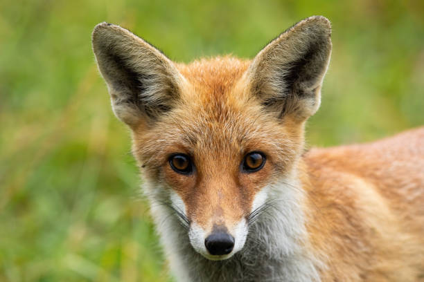 istock Curious red fox looking to camera with big eyes in summer 1214764852