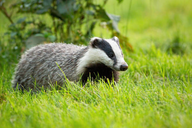 istock Cute european badger looking with small black eyes on a green grass in spring 1214765488