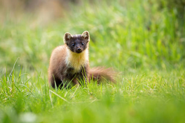 istock Cute pine marten from front view looking to camera on a green meadow in summer 1214765581