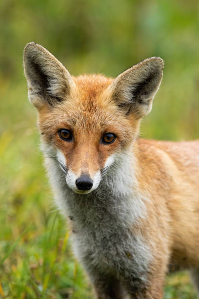 istock Cute red fox looking to camera with big eyes in summer 1214765656