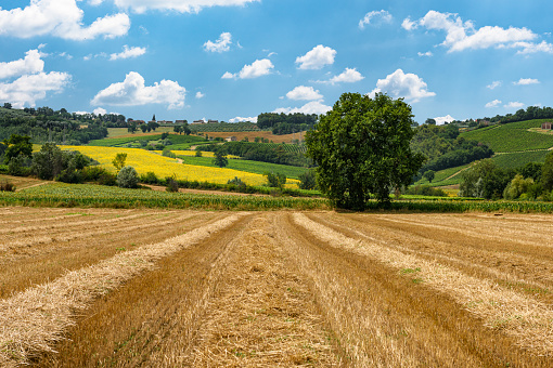 Bevagna-Umbria, Italy: Yellow Fields, Green Vineyard