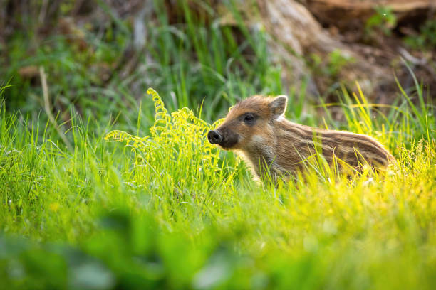 istock Cute wild boar standing on meadow in springtime at sunset with copy space. 1214765758
