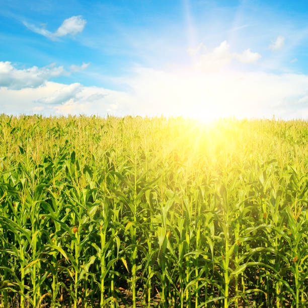 istock Green corn field and bright sunrise against the blue sky. 1214765999
