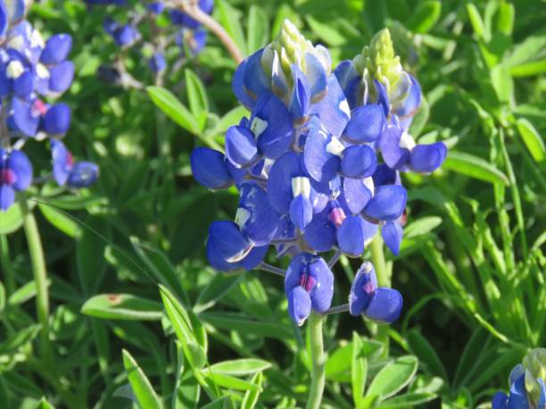 istock Texas bluebonnet, lupine; close-up 1214766014