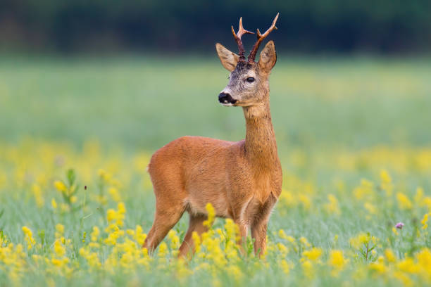 istock Elegant roe deer buck looking behind over shoulder on flourishing summer meadow 1214766044