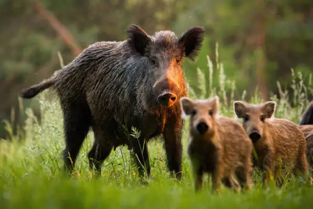 Family of wild boar, sus scrofa,s with young piglets on summer meadow at sunset. Herd of wild animals in last sun rays in nature. Attentive mammals looking to camera.