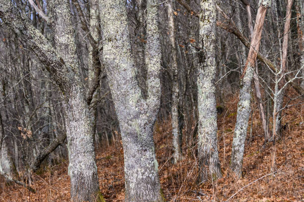 istock Lichen Covered Forest as If Existing in a Fantasy World 1214766567