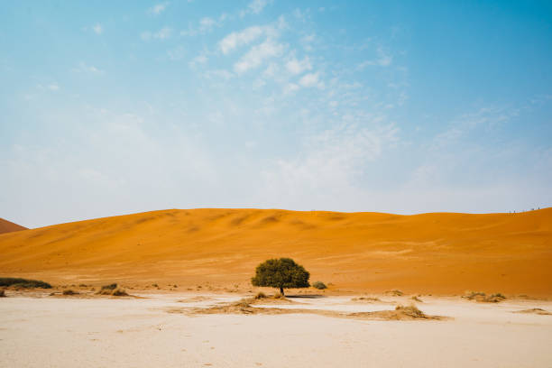 istock lonely tree in the desert of sossusvlei 1214767499