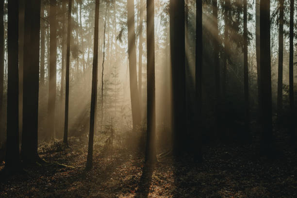 istock Small conifer tree standing under the high conifer trees enlightened with sun beams of rising sun during the foggy morning in dark forest 1214769284