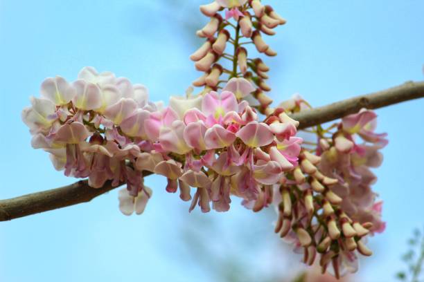 istock Beautiful pink blossom in blue sky background 1214769659