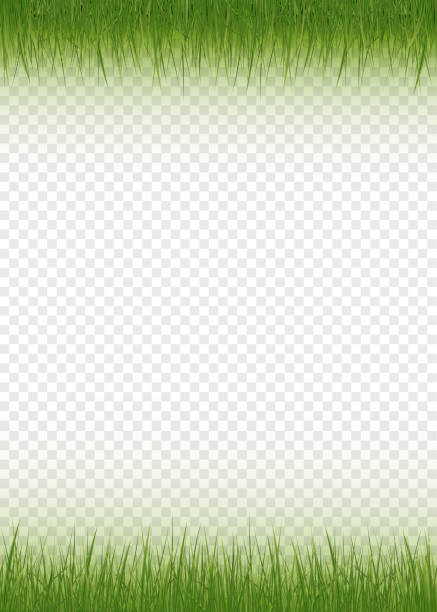 web Realistic, detailed fresh green vector grass. ladybug frame border clip art stock illustrations