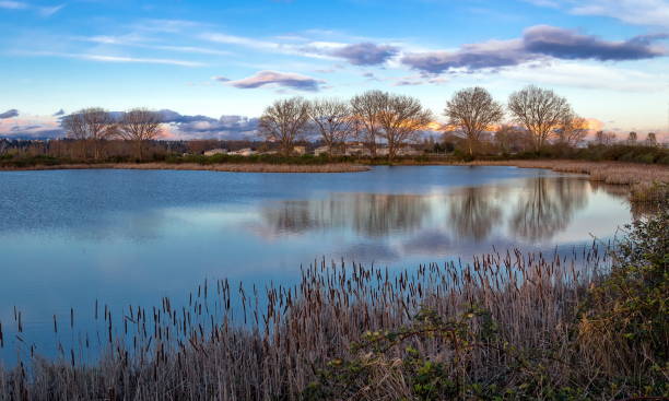 View of a  lake surrounded by reeds and trees stock photo