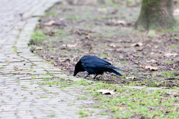 istock Crow walking in the park 1214771191