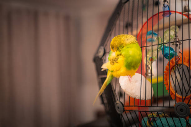 istock A cute yellow and green budgerigar parakeet asleep on a cuttlefish protruding from inside her cage in side a living room. 1214772179