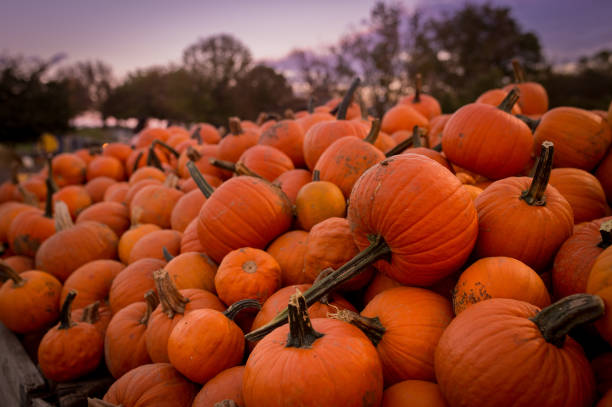 istock Pile of Orange Pumpkins at Dusk 1214773605