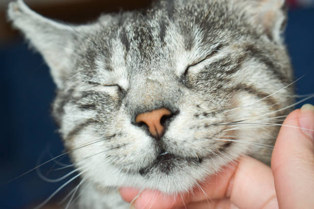 istock Petting a cute gray tabby cat 1214773707
