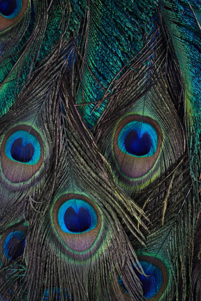 istock Vintage Peacock feather background. Abstract style background. Vintage natural pattern. Feather pattern. Exotic bird. 1214773778