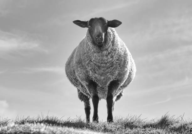 istock Cute pregnant sheep is standing on the dike 1214774682