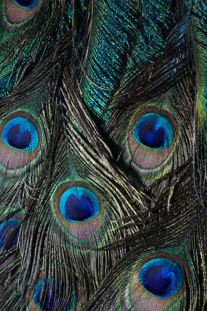 istock Vintage Peacock feather background. Abstract style background. Vintage natural pattern. Feather pattern. Exotic bird. 1214775066