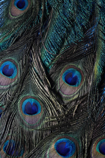 istock Vintage Peacock feather background. Abstract style background. Vintage natural pattern. Feather pattern. Exotic bird. 1214775379