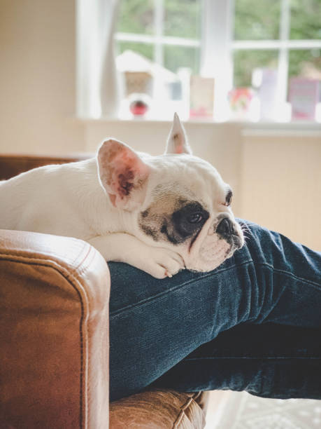 istock Unhappy dog lying on man's lap. Stay Home concept 1214776161