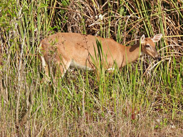 istock White-tailed Deer (Odocoileus virginianus) in the Florida wetlands 1214776402