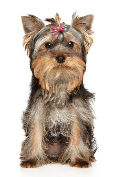 istock A Yorkshire Terrier puppy 1214776406