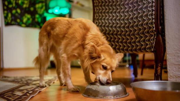 istock dog eating food 1214776424