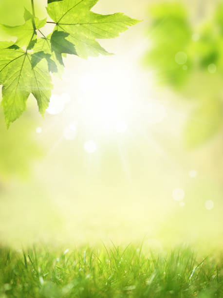 istock Glowing background with green meadow and plant. 1214776520