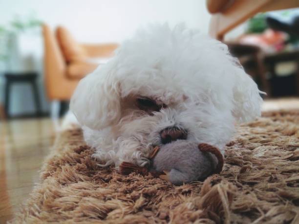 istock White Cute Bichon dog playing with the plush toy. 1214776880