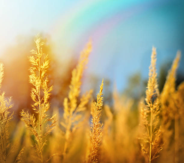 istock Autumn landscape. Yellow field and blue sky. 1214776985