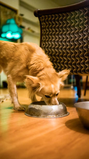 istock dog eating food 1214777067