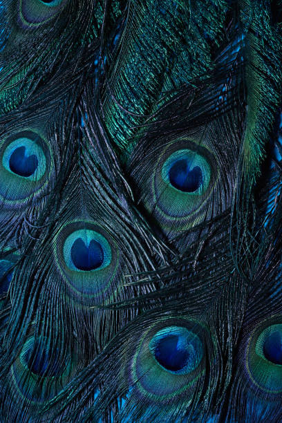istock Vintage Peacock feather background. Abstract style background. Vintage natural pattern. Feather pattern. Exotic bird. 1214777115