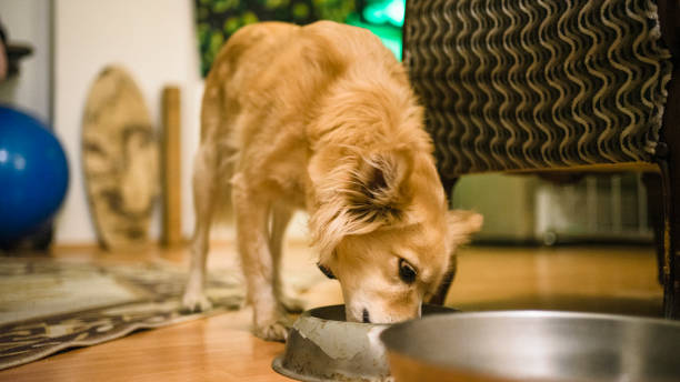 istock dog eating food 1214777998