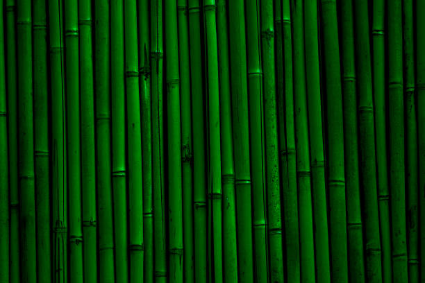 istock Bamboo wall background. Dark green bamboo fence texture 1214778172