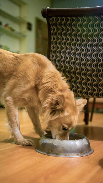istock dog eating food 1214778225
