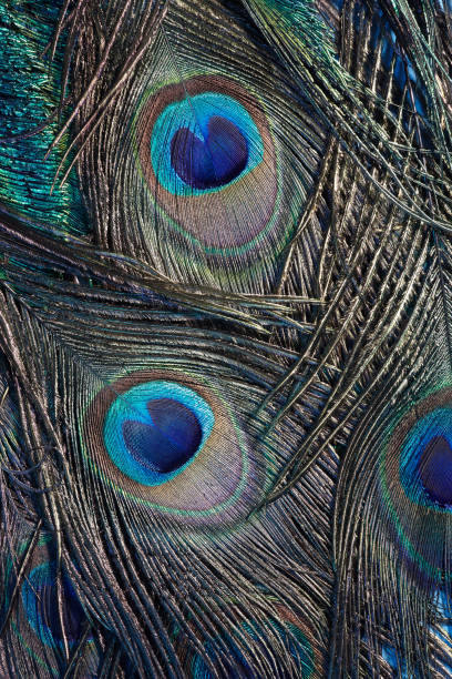 istock Vintage Peacock feather background. Abstract style background. Vintage natural pattern. Feather pattern. Exotic bird. 1214779251