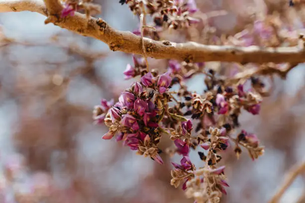 African wisteria aka Bolusanthus speciosus blooming with purple lilac blossom in desert of Namibia, Africa. species of flowering plants in legume family, Fabaceae, subfamily Faboideae