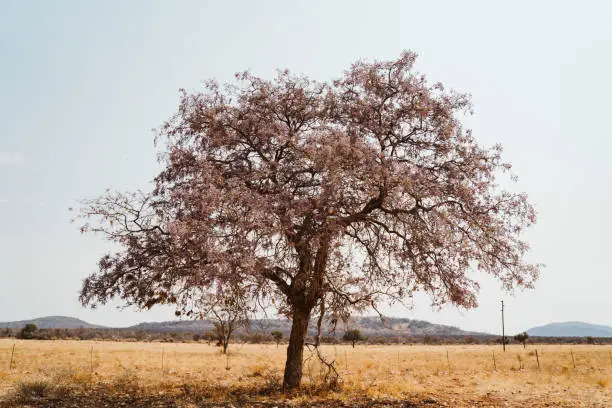 single tree African wisteria aka Bolusanthus speciosus blooming with purple lilac blossom in desert of Namibia, Africa. species of flowering plants in legume family, Fabaceae, subfamily Faboideae