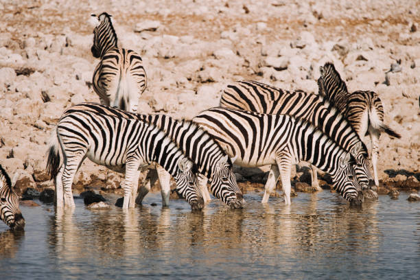 busy waterhole in Etosha national park teeming with group of zebras, Namibia, Africa 2019