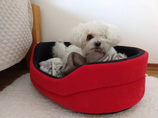 istock White cute Bichon dog sleeping on a pillow. 1214783205