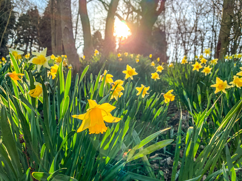 Daffodil flowers in a wooded area with the sun in the background the flowers are yellow with lush green foliage