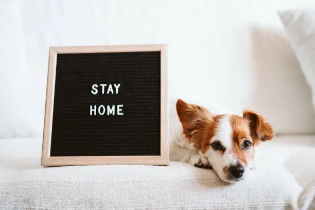 cute jack russell dog on the sofa with letter board with STAY HOME message. Pandemic coronavirus covid-19 concept