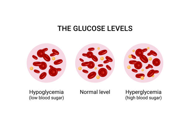 wektorowa ilustracja poziomu glukozy we krwi. - healthcare and medicine human cardiovascular system anatomy human blood vessel stock illustrations